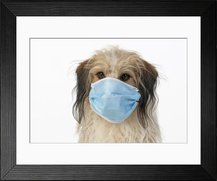 Framed Print : DOG. hairy cross breed, wearing a surgucal mask, studio, white back ground Framed Print : DOG. hairy cross breed, wearing a surgucal mask, studio, white back ground