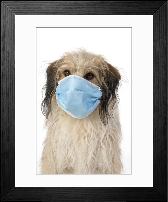 Framed Print : DOG. hairy cross breed, wearing a surgucal mask, studio, white back ground Framed Print : DOG. hairy cross breed, wearing a surgucal mask, studio, white back ground