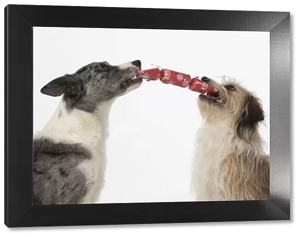 DOG. Collie x and other cross breed, holding /  pulling a Christmas cracker, studio, white background