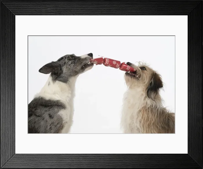 Framed Print : DOG. Collie x and other cross breed, holding / pulling a Christmas cracker, studio, white background Framed Print : DOG. Collie x and other cross breed, holding / pulling a Christmas cracker, studio, white background