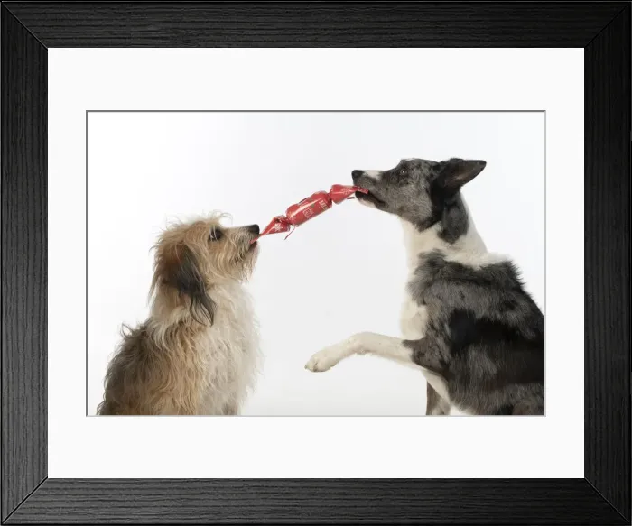 Framed Print : DOG. Collie x and other cross breed, holding / pulling a Christmas cracker, studio, white background Framed Print : DOG. Collie x and other cross breed, holding / pulling a Christmas cracker, studio, white background