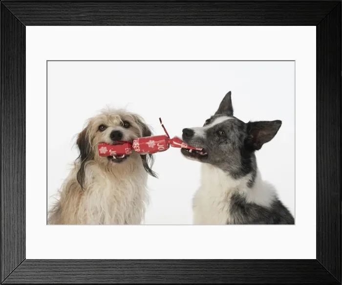 Framed Print : DOG. Collie x and other cross breed, holding / pulling a Christmas cracker, studio, white background Framed Print : DOG. Collie x and other cross breed, holding / pulling a Christmas cracker, studio, white background