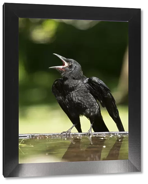BIRD. Rook, juvenile, fledgling, begging for food, beak open wings out