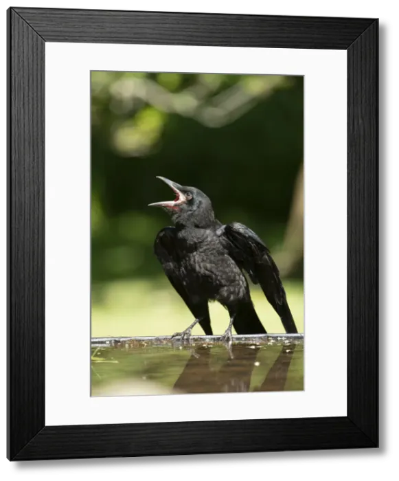 Framed Print : BIRD. Rook, juvenile, fledgling, begging for food, beak open wings out Framed Print : BIRD. Rook, juvenile, fledgling, begging for food, beak open wings out