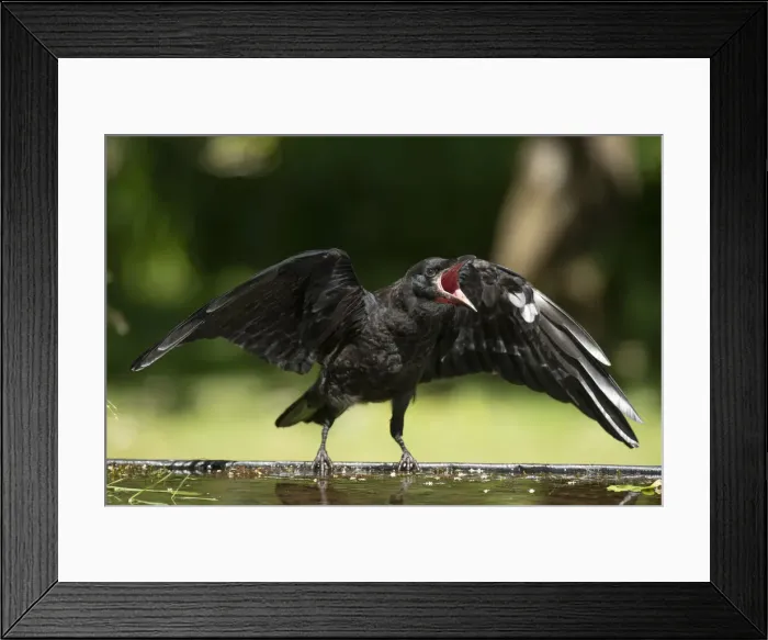Framed Print : BIRD. Rook, juvenile, fledgling, begging for food, beak open wings out Framed Print : BIRD. Rook, juvenile, fledgling, begging for food, beak open wings out
