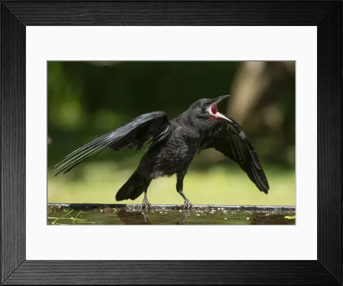 Framed Print : BIRD. Rook, juvenile, fledgling, begging for food, beak open wings out Framed Print : BIRD. Rook, juvenile, fledgling, begging for food, beak open wings out