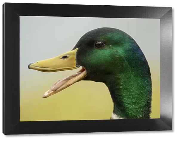 BIRD. Mallard duck, male, head study, beak open