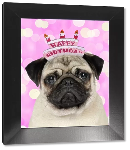DOG, Fawn pug wearing a Happy Birthday hat