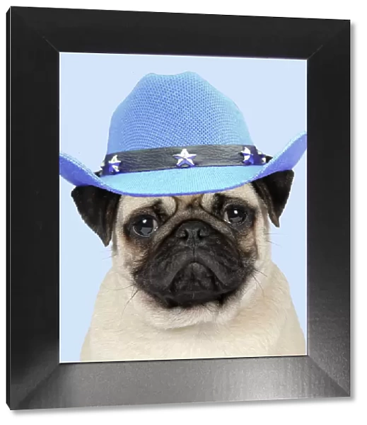 DOG, Fawn pug wearing blue cowboy hat
