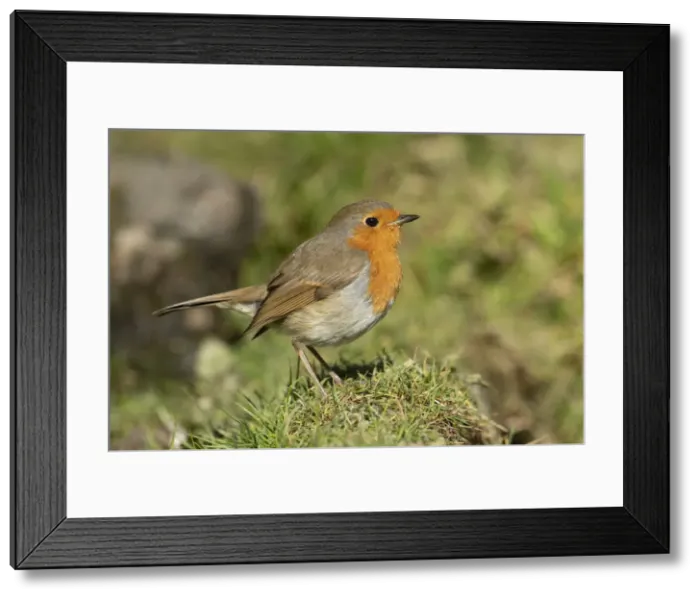 Framed Print : BIRD. Robin, on the ground, side view Framed Print : BIRD. Robin, on the ground, side view