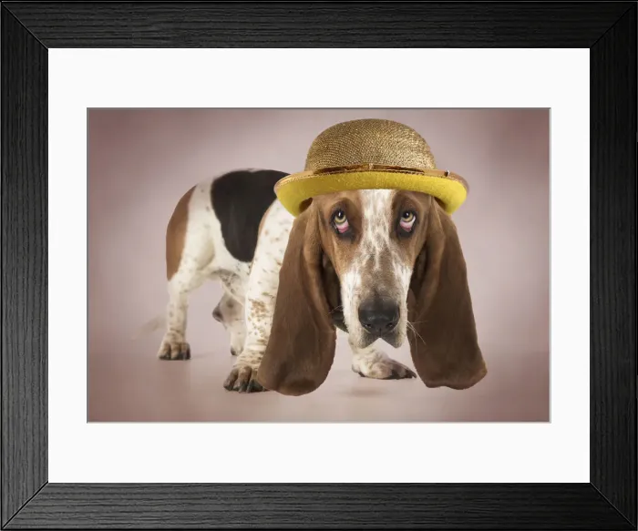 Framed Print : DOG ~ Basset Hound looking sad wearing gold bowler hat Framed Print : DOG ~ Basset Hound looking sad wearing gold bowler hat