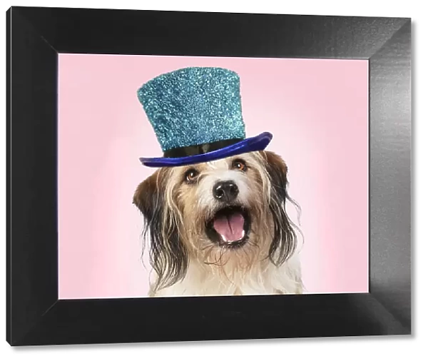 Cross Breed Dog, mouth open, pink background wearing a blue glitter hat