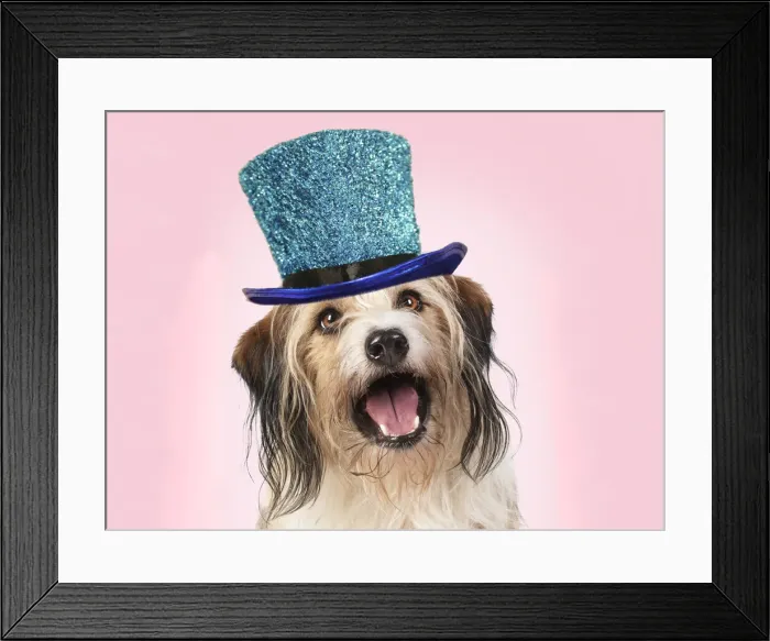Framed Print : Cross Breed Dog, mouth open, pink background wearing a blue glitter hat Framed Print : Cross Breed Dog, mouth open, pink background wearing a blue glitter hat