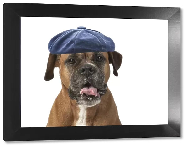 DOG. Boxer dog, sitting face expressions, studio, white back ground wearing blue hat