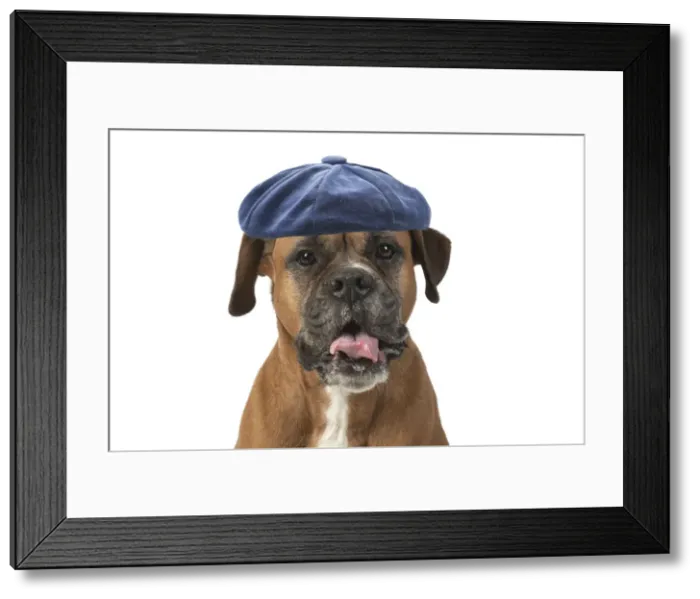 Framed Print : DOG. Boxer dog, sitting face expressions, studio, white back ground wearing blue hat Framed Print : DOG. Boxer dog, sitting face expressions, studio, white back ground wearing blue hat