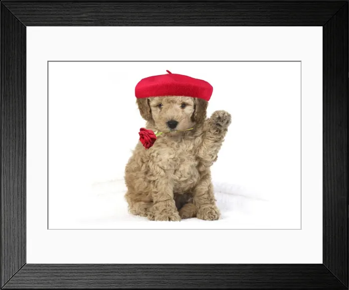 Framed Print : JD-90235669-M Framed Print : JD-90235669-M
