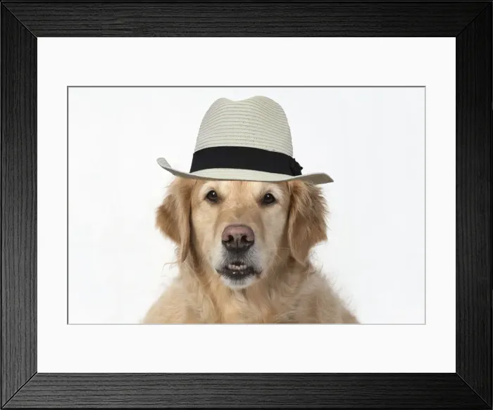 Framed Print : DOG. Golden Retriever, sitting head & shoulders, face, expression, wearing hat Framed Print : DOG. Golden Retriever, sitting head & shoulders, face, expression, wearing hat
