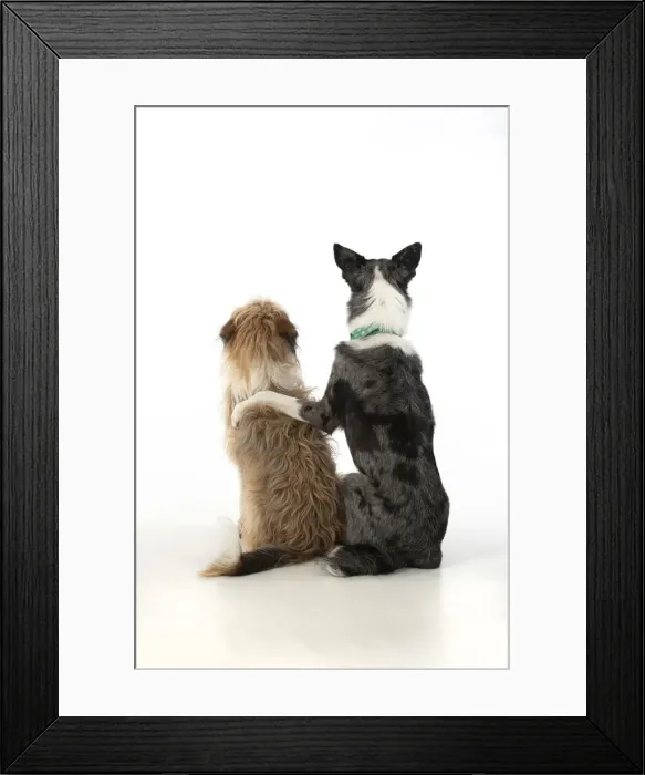 Framed Print : DOG. Collie x and other cross breed, sitting together with paw over, studio, white background Framed Print : DOG. Collie x and other cross breed, sitting together with paw over, studio, white background