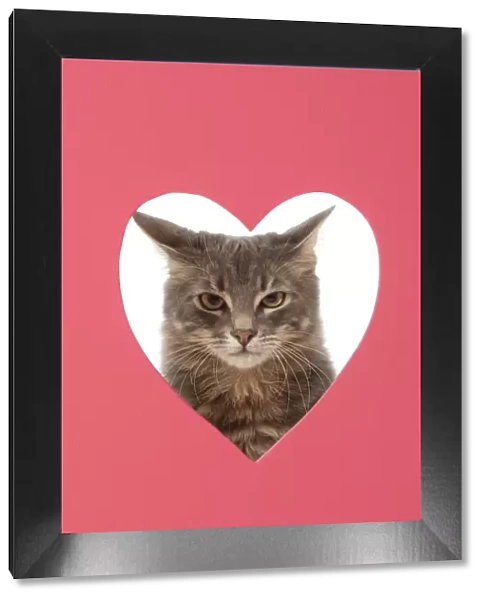 CAT, sliver grey tabby cat looking grumpy, through pink heart shaped hole, studio