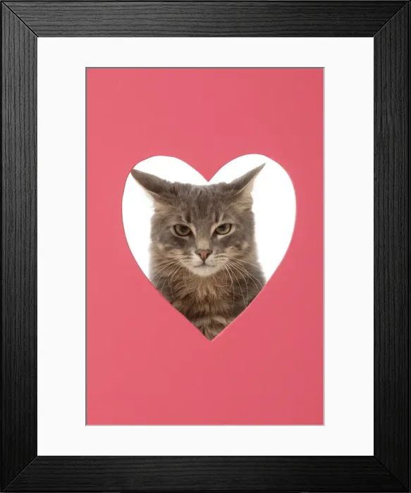 Framed Print : CAT, sliver grey tabby cat looking grumpy, through pink heart shaped hole, studio Framed Print : CAT, sliver grey tabby cat looking grumpy, through pink heart shaped hole, studio