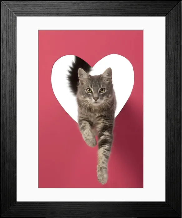 Framed Print : CAT, sliver grey tabby cat jumping through pink heart shaped hole, studio Framed Print : CAT, sliver grey tabby cat jumping through pink heart shaped hole, studio