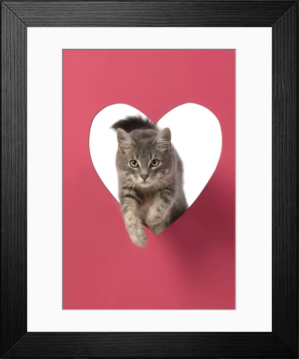Framed Print : CAT, sliver grey tabby cat jumping through pink heart shaped hole, studio Framed Print : CAT, sliver grey tabby cat jumping through pink heart shaped hole, studio