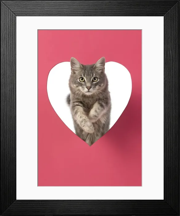 Framed Print : CAT, sliver grey tabby cat jumping through pink heart shaped hole, studio Framed Print : CAT, sliver grey tabby cat jumping through pink heart shaped hole, studio