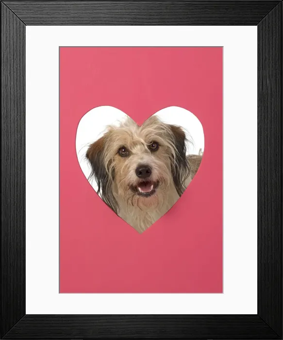 Framed Print : DOG. hairy cross breed, looking through pink heart shaped hole, cute, studio Framed Print : DOG. hairy cross breed, looking through pink heart shaped hole, cute, studio