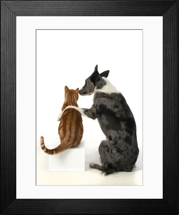 Framed Print : DOG & CAT, Collie x dog sitting with paw over ginger cat, studio, cute Framed Print : DOG & CAT, Collie x dog sitting with paw over ginger cat, studio, cute