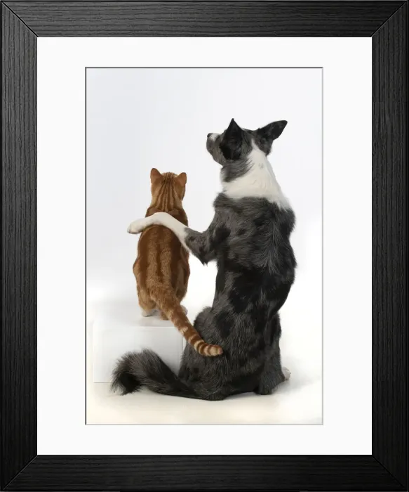 Framed Print : DOG & CAT, Collie x dog sitting with paw over ginger cat, studio, cute Framed Print : DOG & CAT, Collie x dog sitting with paw over ginger cat, studio, cute