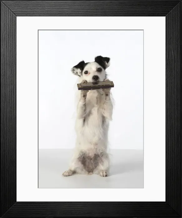 Framed Print : DOG, cross breed jack Russell, sitting up playing a mouth organ / harmonica, studio, white background Framed Print : DOG, cross breed jack Russell, sitting up playing a mouth organ / harmonica, studio, white background