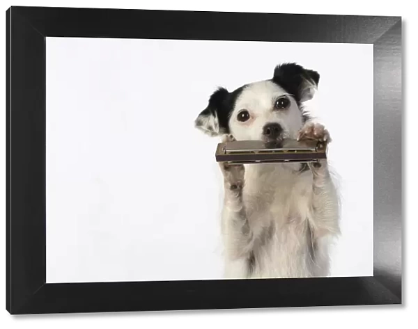DOG, cross breed jack Russell, sitting up playing a mouth organ  /  harmonica, studio, white background