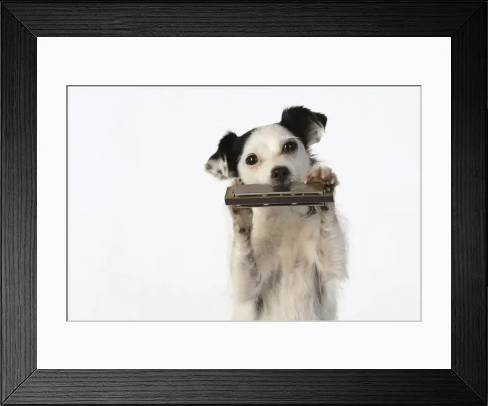 Framed Print : DOG, cross breed jack Russell, sitting up playing a mouth organ / harmonica, studio, white background Framed Print : DOG, cross breed jack Russell, sitting up playing a mouth organ / harmonica, studio, white background