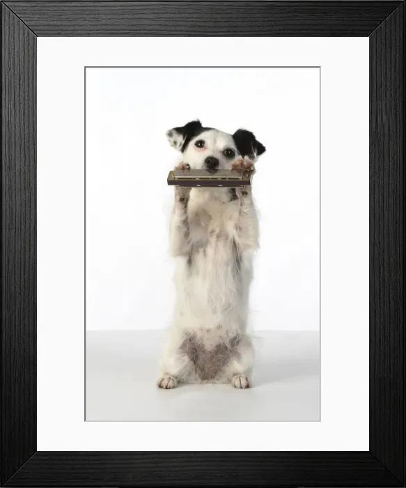 Framed Print : DOG, cross breed jack Russell, sitting up playing a mouth organ / harmonica, studio, white background Framed Print : DOG, cross breed jack Russell, sitting up playing a mouth organ / harmonica, studio, white background