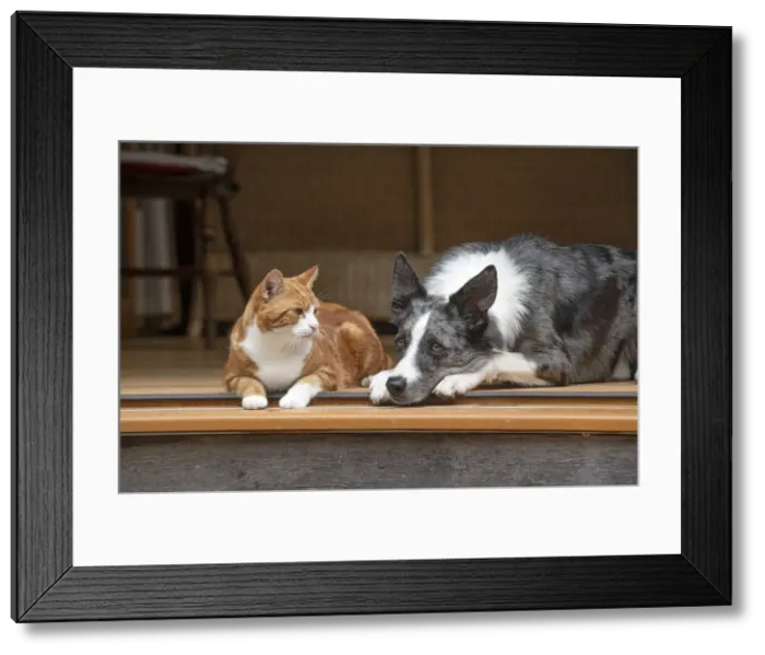 Framed Print : DOG & CAT, Collie x and ginger cat, sitting together looking out froma garden room Framed Print : DOG & CAT, Collie x and ginger cat, sitting together looking out froma garden room