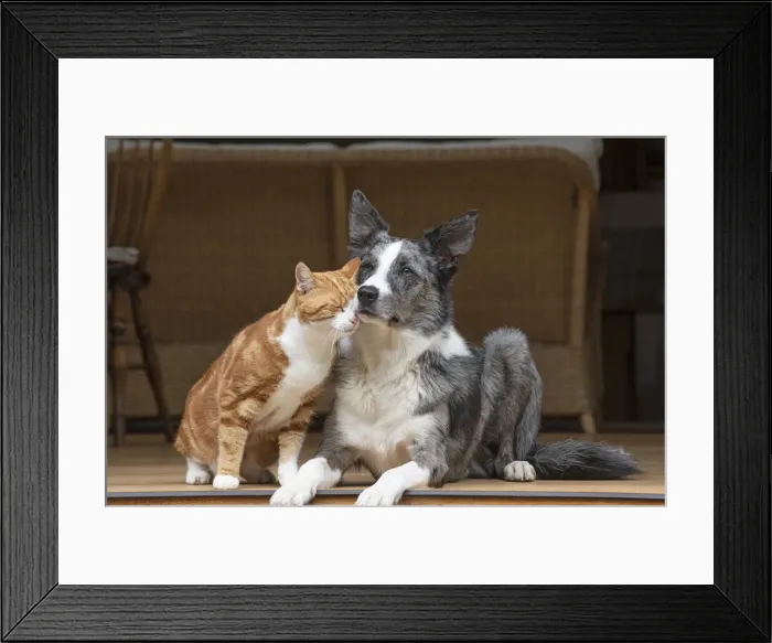Framed Print : DOG & CAT, Collie x and ginger cat, sitting together looking out froma garden room Framed Print : DOG & CAT, Collie x and ginger cat, sitting together looking out froma garden room