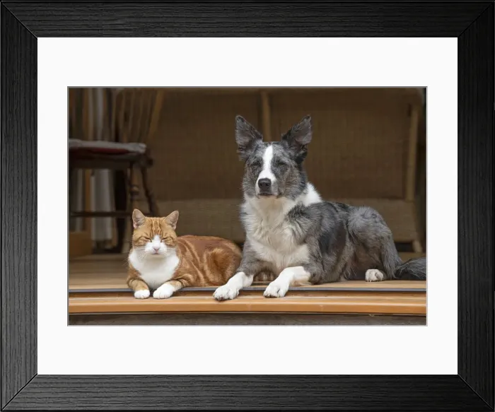 Framed Print : DOG & CAT, Collie x and ginger cat, sitting together looking out froma garden room Framed Print : DOG & CAT, Collie x and ginger cat, sitting together looking out froma garden room