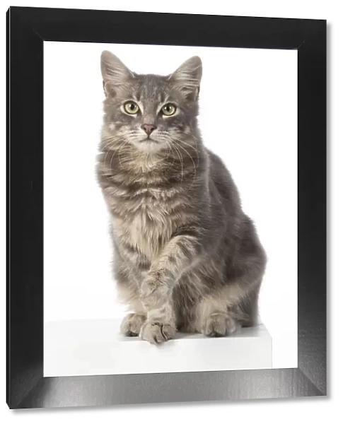 CAT. silver grey tabby, sitting paw up, studio, white background