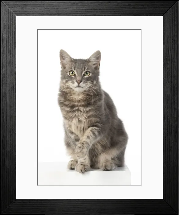Framed Print : CAT. silver grey tabby, sitting paw up, studio, white background Framed Print : CAT. silver grey tabby, sitting paw up, studio, white background