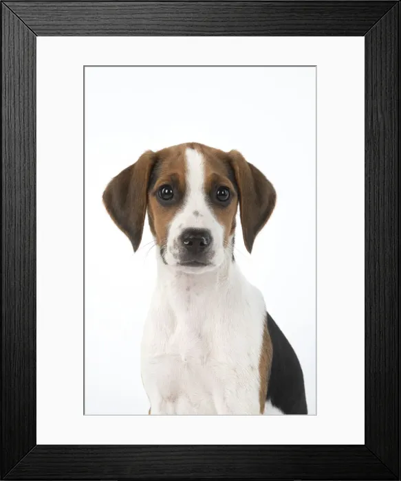 Framed Print : DOG. Beagle puppy ( 16 weeks old ), portrait, studio, white background Framed Print : DOG. Beagle puppy ( 16 weeks old ), portrait, studio, white background