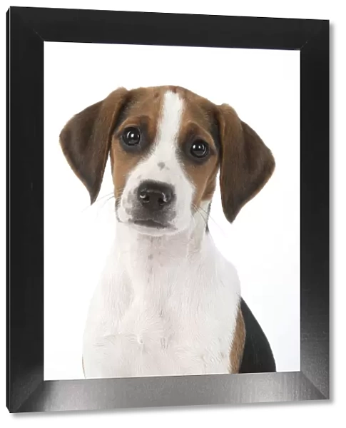 DOG. Beagle puppy ( 16 weeks old ), portrait, studio, white background