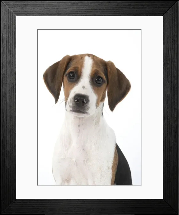 Framed Print : DOG. Beagle puppy ( 16 weeks old ), portrait, studio, white background Framed Print : DOG. Beagle puppy ( 16 weeks old ), portrait, studio, white background