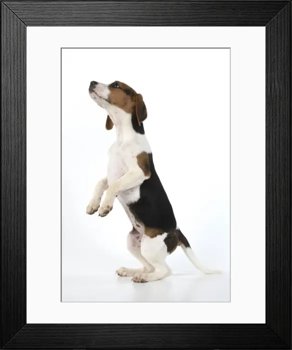 Framed Print : DOG. Beagle puppy ( 16 weeks old ), portrait, sitting with paws up, studio, white background Framed Print : DOG. Beagle puppy ( 16 weeks old ), portrait, sitting with paws up, studio, white background