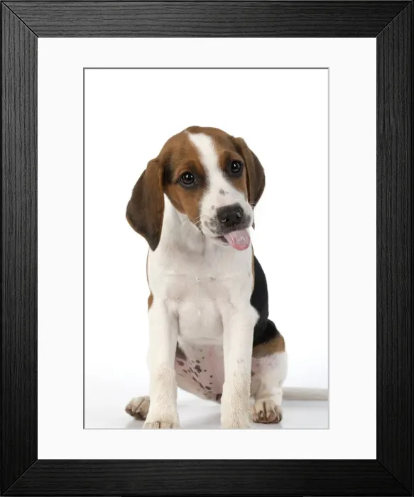 Framed Print : DOG. Beagle puppy ( 16 weeks old ), portrait, tongue out studio, white background Framed Print : DOG. Beagle puppy ( 16 weeks old ), portrait, tongue out studio, white background