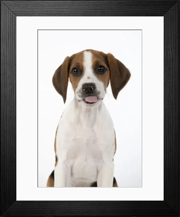 Framed Print : DOG. Beagle puppy ( 16 weeks old ), portrait, tongue out studio, white background