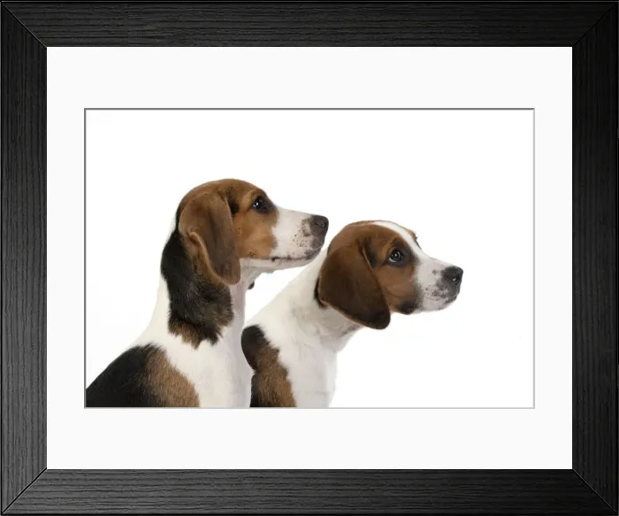 Framed Print : DOG. Beagle puppies x2 ( 16 weeks old ), portrait, head study, profile, studio, white background Framed Print : DOG. Beagle puppies x2 ( 16 weeks old ), portrait, head study, profile, studio, white background
