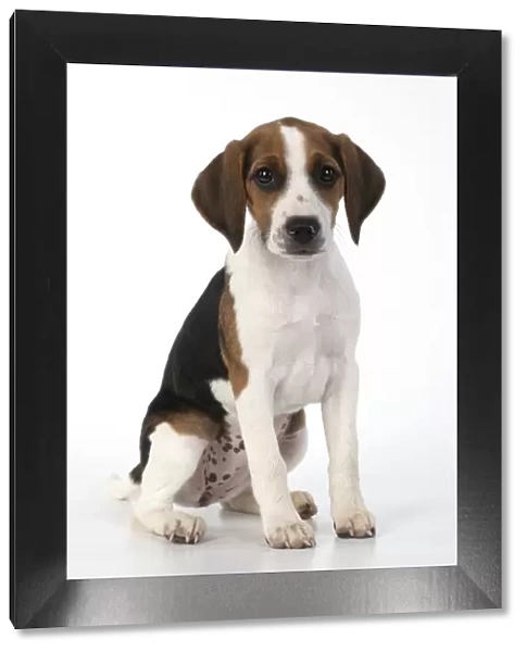 DOG. Beagle puppy ( 16 weeks old ), portrait, sitting studio, white background