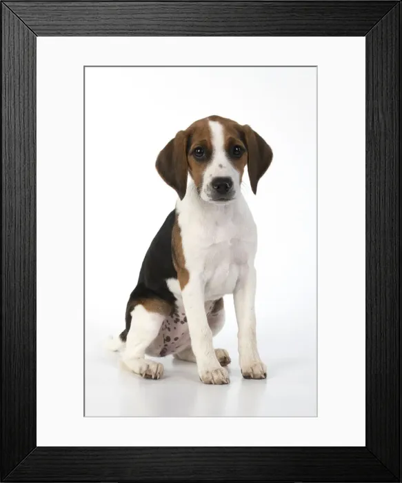 Framed Print : DOG. Beagle puppy ( 16 weeks old ), portrait, sitting studio, white background Framed Print : DOG. Beagle puppy ( 16 weeks old ), portrait, sitting studio, white background