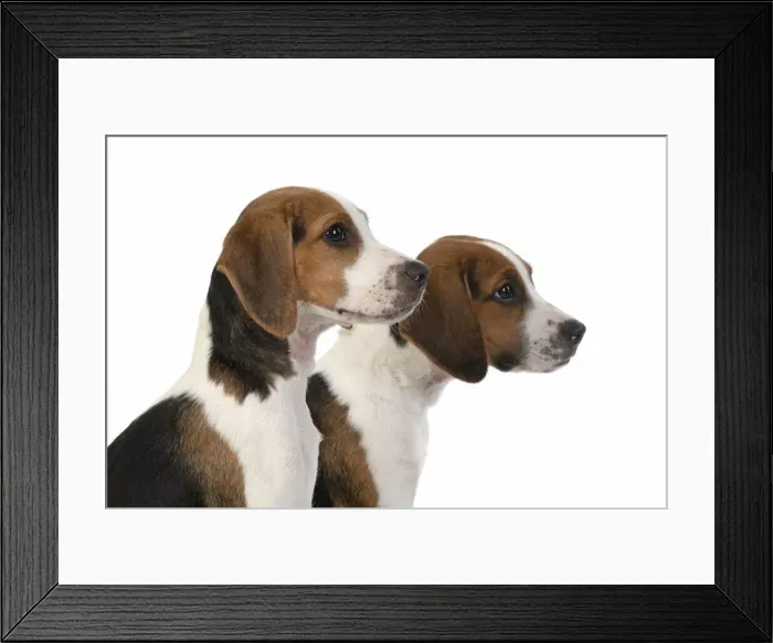 Framed Print : DOG. Beagle puppies x2 ( 16 weeks old ), portrait, head study, profile, studio, white background Framed Print : DOG. Beagle puppies x2 ( 16 weeks old ), portrait, head study, profile, studio, white background