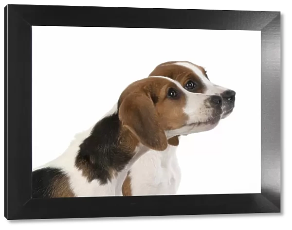 DOG. Beagle puppies x2 ( 16 weeks old ), portrait, head study, profile, studio, white background